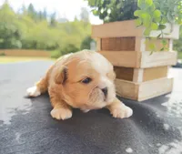 Cheyenne , a male Shih Tzu for sale in Mount Vernon, WA – 8 of 8