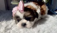 Evie, a female Shih Tzu for sale in Mount Vernon, WA – 4 of 9