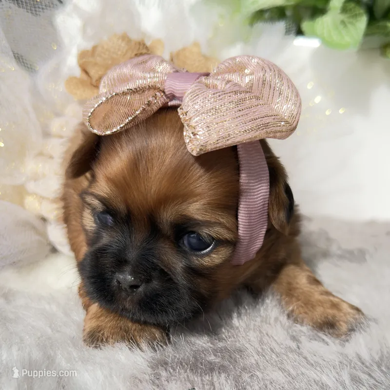 Lexi #4 – Shih Tzu puppy for sale in Mount Vernon, WA