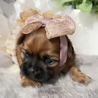 Lexi #4, a female Shih Tzu for sale in Mount Vernon, WA – 1 of 8