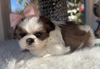 Elsie , a female Shih Tzu for sale in Mount Vernon, WA – 5 of 9
