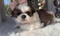 Elsie , a female Shih Tzu for sale in Mount Vernon, WA – 6 of 9
