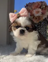 Elsie , a female Shih Tzu for sale in Mount Vernon, WA – 1 of 9