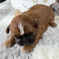 Elvis , a male Shih Tzu for sale in Mount Vernon, WA – 5 of 9
