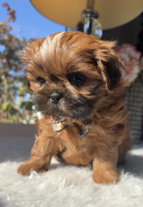 Elvis  – Shih Tzu puppy for sale in Mount Vernon, WA