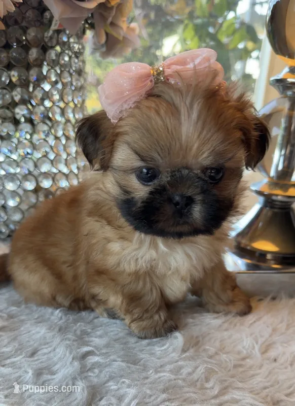Super Tiny Lily #1 – Shih Tzu puppy for sale in Mount Vernon, WA