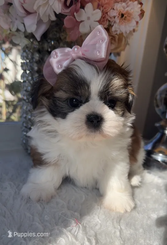Evie – Shih Tzu puppy for sale in Mount Vernon, WA