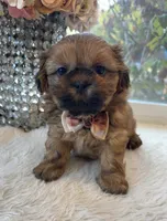 Lee #5 AKC, a male Shih Tzu for sale in Mount Vernon, WA – 4 of 8