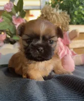 Tiny Lily #1, a female Shih Tzu for sale in Mount Vernon, WA – 3 of 8