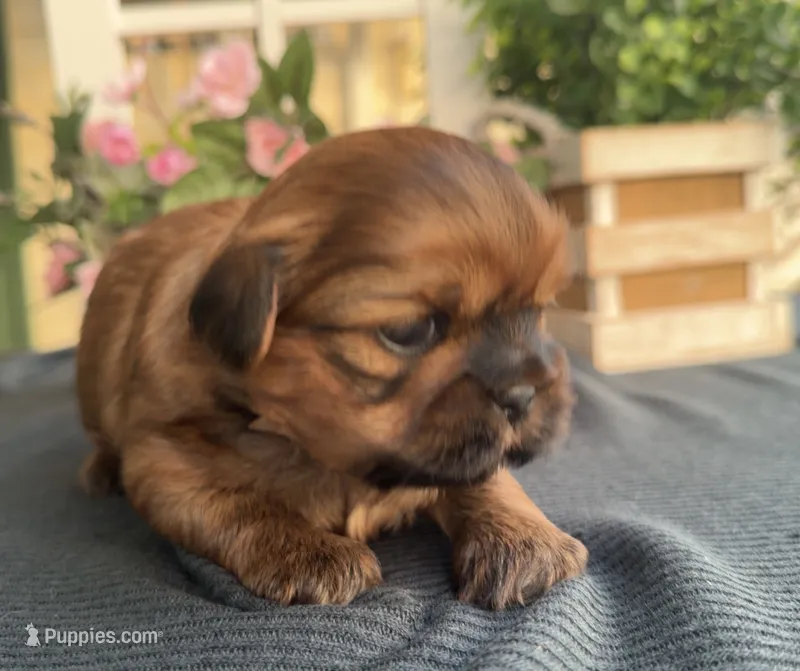 Lee #5 – Shih Tzu puppy for sale in Mount Vernon, WA