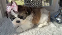 Evie, a female Shih Tzu for sale in Mount Vernon, WA – 3 of 9