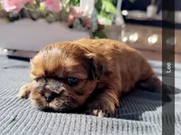 Lee #5, a male Shih Tzu for sale in Mount Vernon, WA – 9 of 9