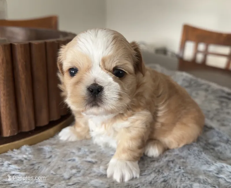 Cheyenne  – Shih Tzu puppy for sale in Mount Vernon, WA
