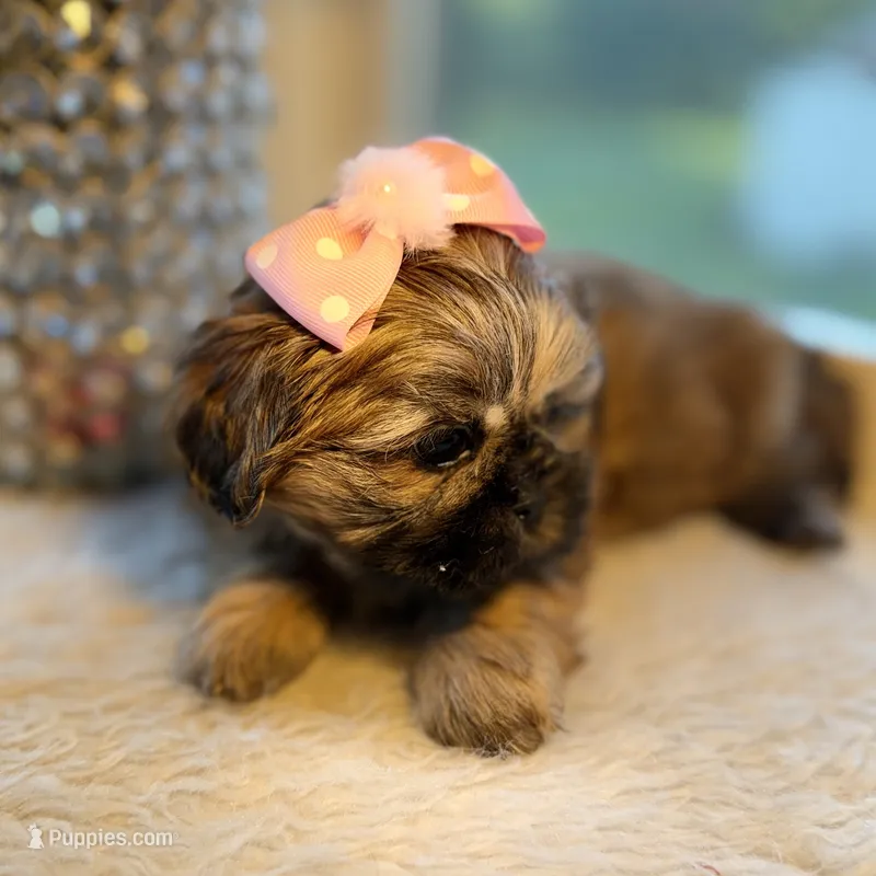 Luzia # 3 – Shih Tzu puppy for sale in Mount Vernon, WA