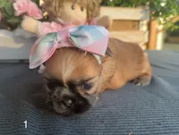 Tiny Lily #1, a female Shih Tzu for sale in Mount Vernon, WA – 4 of 8