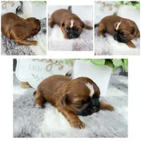 Elvis , a male Shih Tzu for sale in Mount Vernon, WA – 9 of 9