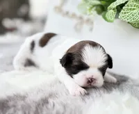 Enzo, a male Shih Tzu for sale in Mount Vernon, WA – 4 of 9