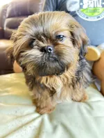 Leonardo, a male Shih Tzu for sale in Mount Vernon, WA – Photo 5 of 5