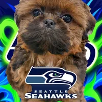 Leonardo, a male Shih Tzu for sale in Mount Vernon, WA – Photo 1 of 5