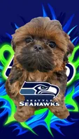 Leonardo, a male Shih Tzu for sale in Mount Vernon, WA – Photo 1 of 5