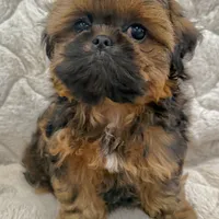 Leonardo, a male Shih Tzu for sale in Mount Vernon, WA – Photo 3 of 5