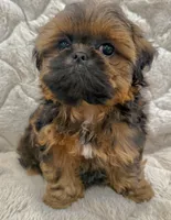 Leonardo, a male Shih Tzu for sale in Mount Vernon, WA – Photo 3 of 5