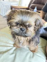 Leonardo, a male Shih Tzu for sale in Mount Vernon, WA – Photo 4 of 5