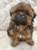 Leonardo, a male Shih Tzu for sale in Mount Vernon, WA – Photo 5 of 5