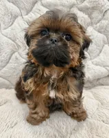 Leonardo, a male Shih Tzu for sale in Mount Vernon, WA – Photo 2 of 5