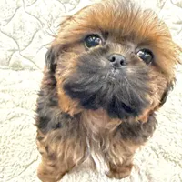 Leonardo, a male Shih Tzu for sale in Mount Vernon, WA – Photo 4 of 5