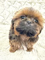 Leonardo, a male Shih Tzu for sale in Mount Vernon, WA – Photo 4 of 5