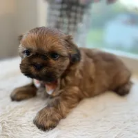 Lee #5 AKC, a male Shih Tzu for sale in Mount Vernon, WA – 6 of 8