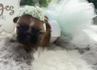 Lily #1, a female Shih Tzu for sale in Mount Vernon, WA – 2 of 7