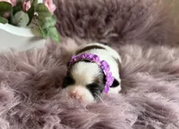 Evie, a female Shih Tzu for sale in Mount Vernon, WA – 6 of 7