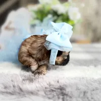 Luzia # 3, a female Shih Tzu for sale in Mount Vernon, WA – 6 of 7