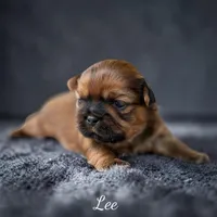 Lee , a male Shih Tzu for sale in Mount Vernon, WA – 1 of 10