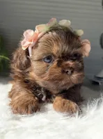 Pixie, a male Shih Tzu for sale in Mount Vernon, WA – Photo 7 of 8