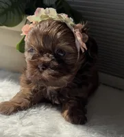 Pixie, a male Shih Tzu for sale in Mount Vernon, WA – Photo 2 of 8