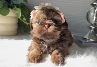 Pixie, a male Shih Tzu for sale in Mount Vernon, WA – Photo 8 of 8