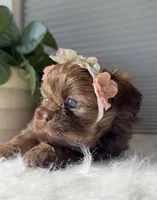 Pixie, a male Shih Tzu for sale in Mount Vernon, WA – Photo 1 of 8