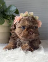 Pixie, a male Shih Tzu for sale in Mount Vernon, WA – Photo 3 of 8