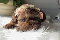 Pixie, a male Shih Tzu for sale in Mount Vernon, WA – Photo 6 of 8