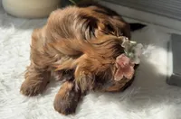 Pixie, a male Shih Tzu for sale in Mount Vernon, WA – Photo 5 of 8