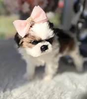 Elsie , a female Shih Tzu for sale in Mount Vernon, WA – 7 of 9
