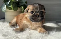 Pita, a female Shih Tzu for sale in Mount Vernon, WA – Photo 4 of 8