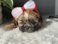 Pita, a female Shih Tzu for sale in Mount Vernon, WA – Photo 6 of 8