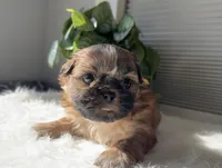 Pita, a female Shih Tzu for sale in Mount Vernon, WA – Photo 8 of 8