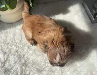 Pita, a female Shih Tzu for sale in Mount Vernon, WA – Photo 2 of 8