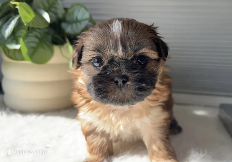 Pita – Shih Tzu puppy for sale in Mount Vernon, WA