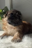 Pita, a female Shih Tzu for sale in Mount Vernon, WA – Photo 3 of 8